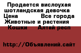 Продается вислоухая шотландская девочка › Цена ­ 8 500 - Все города Животные и растения » Кошки   . Алтай респ.